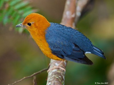 Orange Headed Thrush (Male)