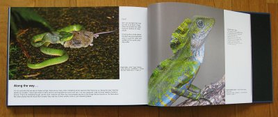 Sample pages of Feathered Wonders