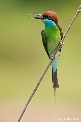 Blue Throated Bee Eater 