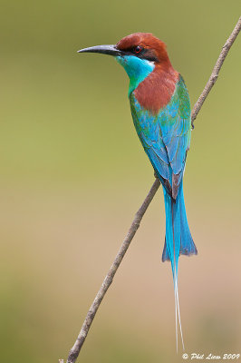 Blue Throated Bee Eater 