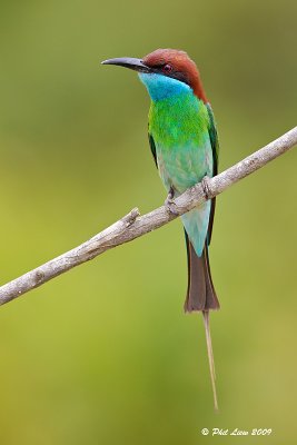 Blue Throated Bee Eater