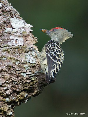 Grey and Buff Woodpecker - Male