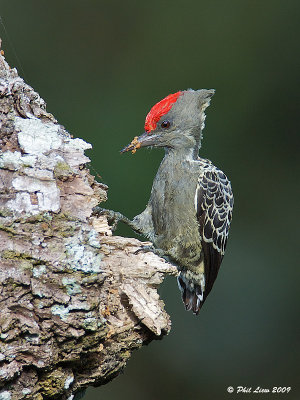 Grey and Buff Woodpecker - Male