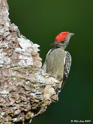 Grey and Buff Woodpecker - Male