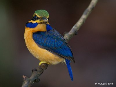 Rufous Collared Kingfisher - Juvenile Male