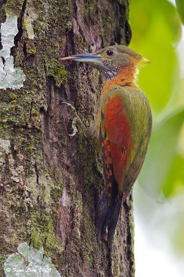 Checker Throated Woodpecker 2.jpg