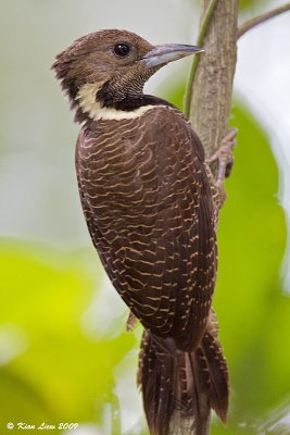 Buff Necked Woodpecker