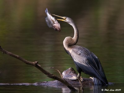 Oriental Darter (updated)