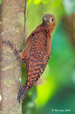 Rufous Woodpecker