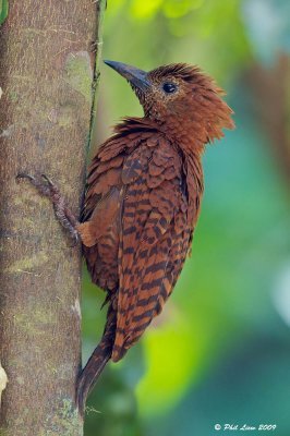 Rufous Woodpecker