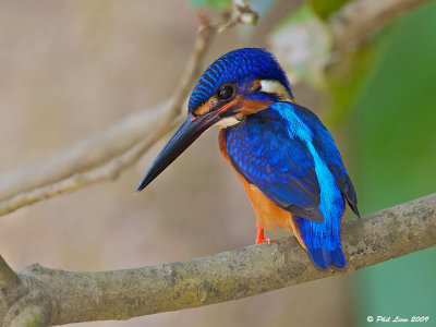 Blue Eared Kingfisher