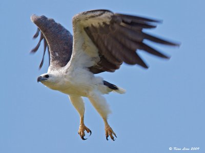 White-Bellied Sea Eagle