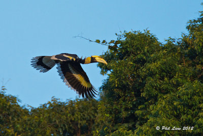 Great Hornbill Flight