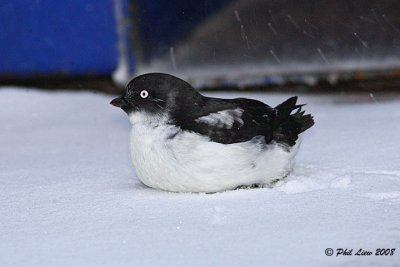 Birds of Sakhalin Island