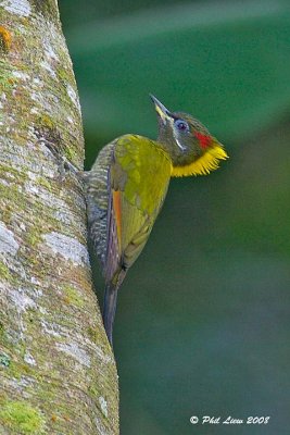 Lesser Yellownaped Woodpecker
