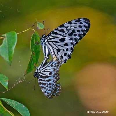 Black and White Butterflies at play