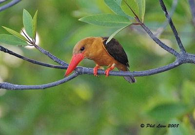 Brown-Winged Kingfisher