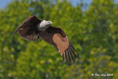 Brahminy Kite