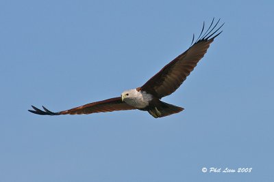 Brahminy Kite