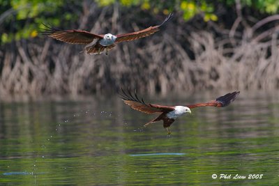 Brahminy Kites - Pair