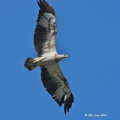 White-Bellied Sea Eagle