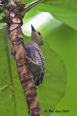 Buff-Rumped Woodpecker (Female)