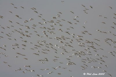 Cattle Egret - Breeding Plumage (Lots!)