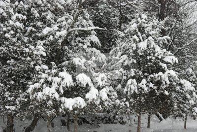 DSC_0319-A.jpg
