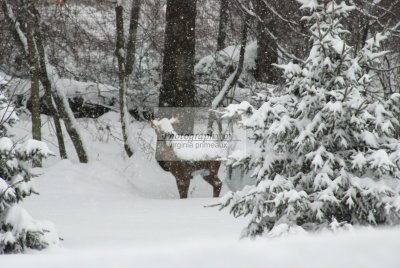 DSC_0334-A.jpg