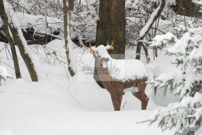 DSC_0337-A.jpg