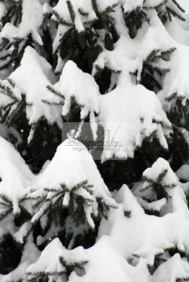 DSC_0338-A.jpg