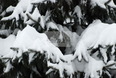 DSC_0432-A.jpg
