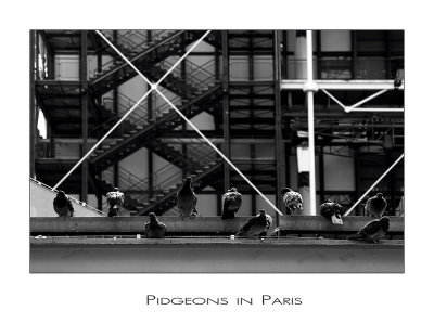 Pidgeons in Paris