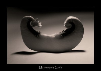 Mushroom's Curl