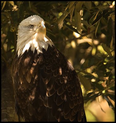 Bald Eagle