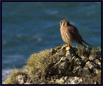 American Kestrel