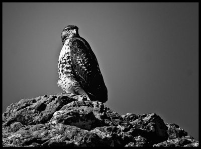 IMG_8401 copy.jpg