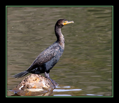 Cormorant