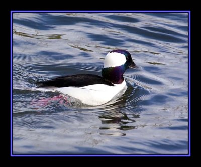 IMG_0949bv.jpg
