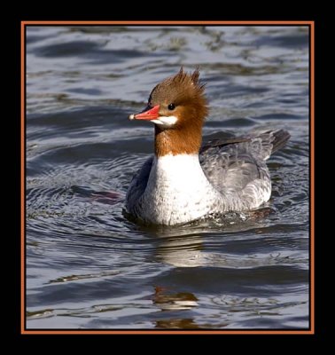 Merganser