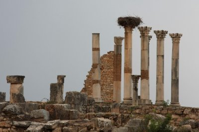 35_Volubilis nid de cigogne