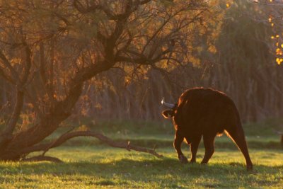 Taureau camarguais