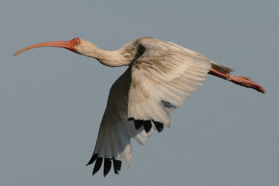 White Ibis