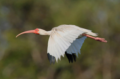 White Ibis