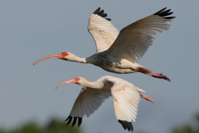 White Ibis