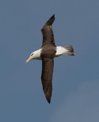 Black-browed Albatross