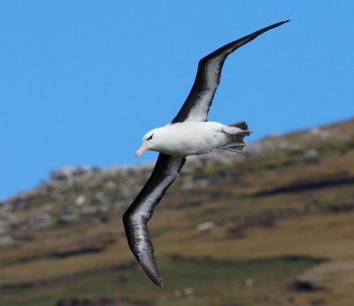 Black-browed Albatross