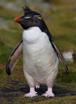 Short-crested Rockhopper Penguin