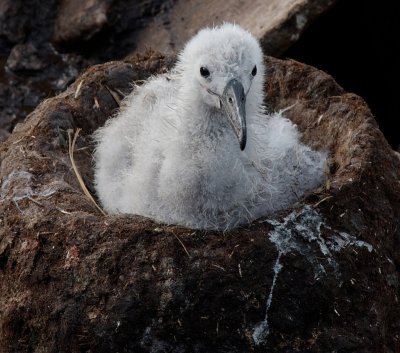 Black-browed Albatross chick