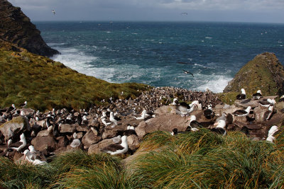 Black-browed Albatross and Rockhopper Penguin rookery